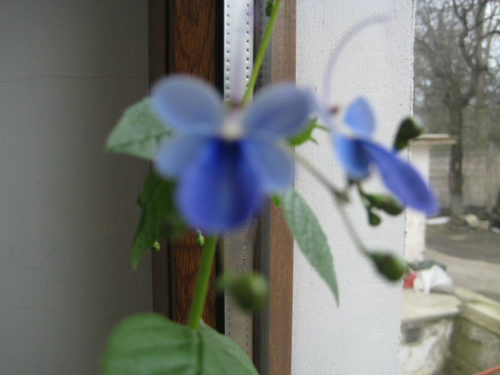 clerodendron ugandese - flori de interior