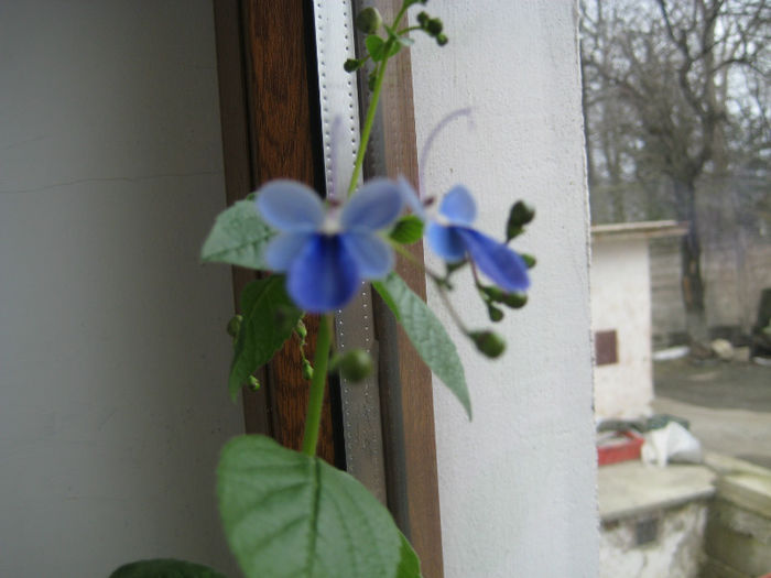 clerodendron ugandese - flori de interior