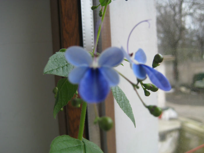 clerodendron ugandese - flori de interior