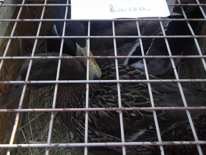 DSCF2460 - targ monor 14-04-2013