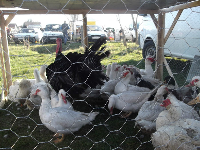 DSCF2462 - targ monor 14-04-2013