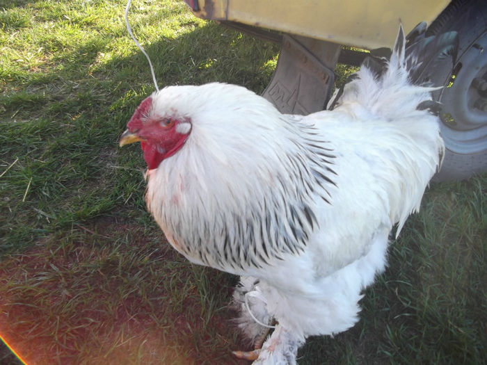 DSCF2463 - targ monor 14-04-2013