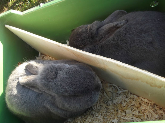 DSCF2464 - targ monor 14-04-2013