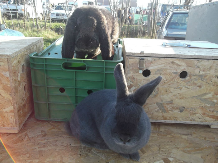 DSCF2466 - targ monor 14-04-2013