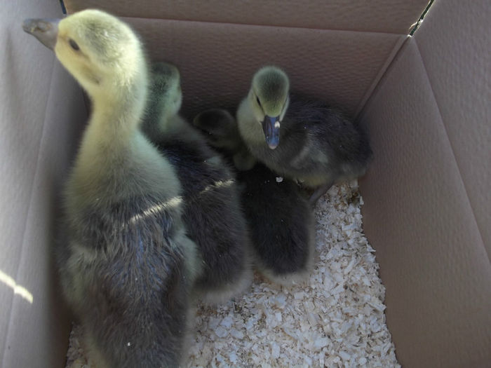 DSCF2468 - targ monor 14-04-2013