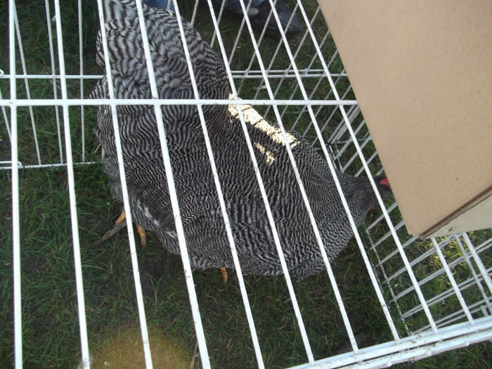 DSCF2469 - targ monor 14-04-2013