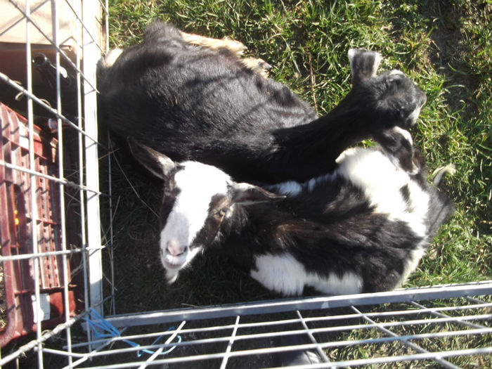 DSCF2470 - targ monor 14-04-2013