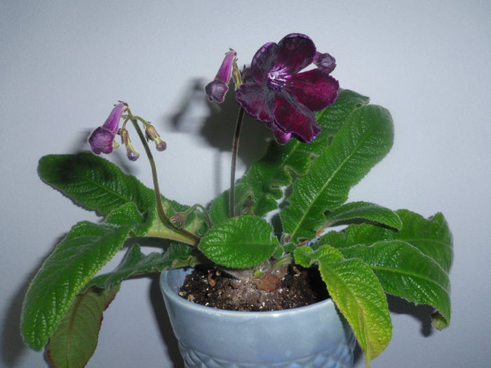 14 apr. 2013 - Streptocarpus Morion