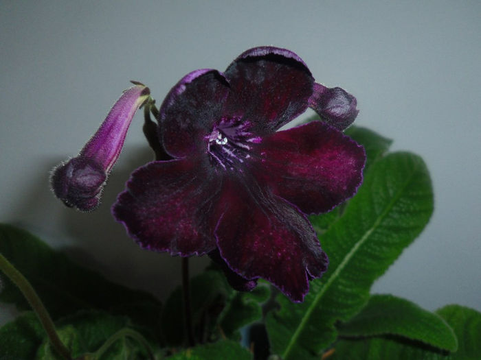 14 apr. 2013 - Streptocarpus Morion