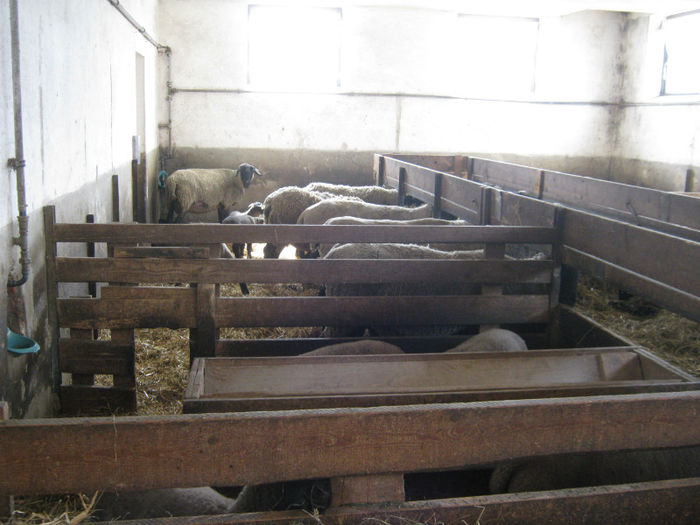 wels_m - elfriede -schutz -hermann-oi de carne