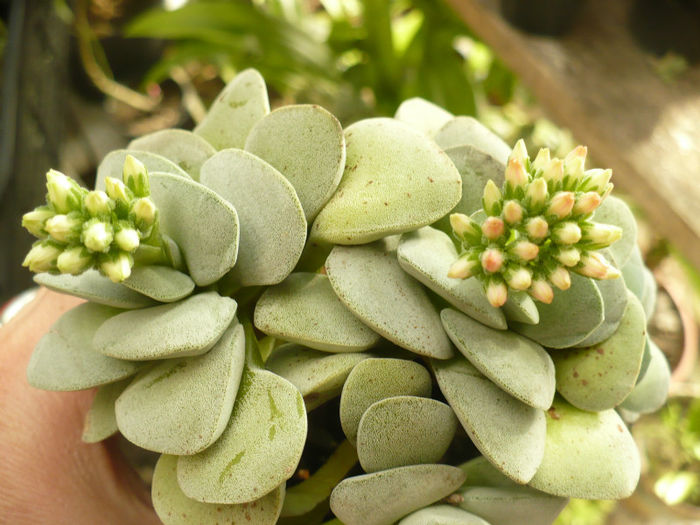 Crassula Morgan Beauty - incep sa se coloreze bobocii