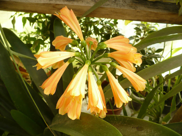 Clivia cyrtanthiflora 14 aprilie - Clivia 2013