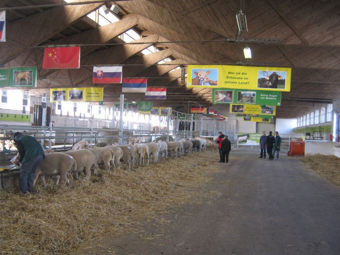 wels_m - licitatie oi-Wels-excursie -Cehia