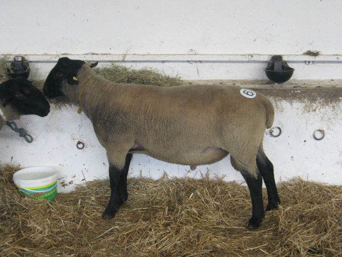 s-a vandut cu 500 de euro plus twa