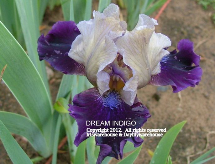 Dream Indigo