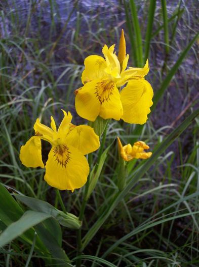 Iris_pseudacorus