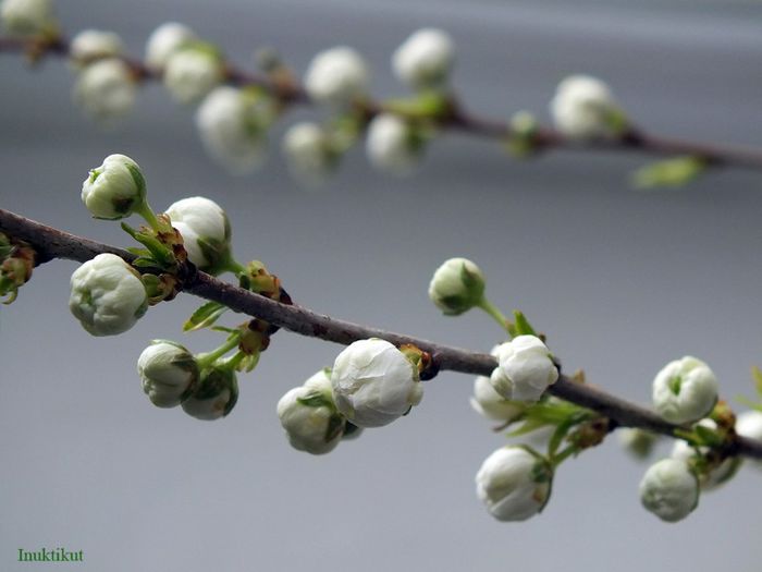 1 - Prunus Glandulosa Alba Plena 2013