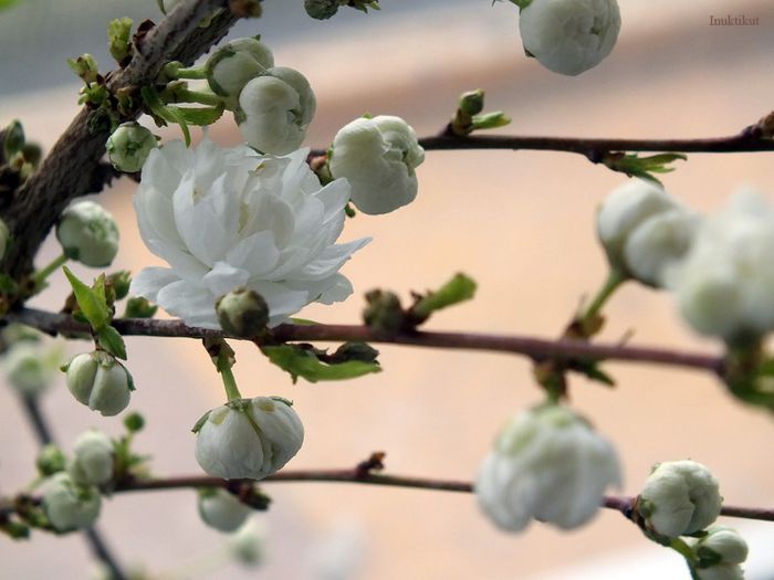 4 - Prunus Glandulosa Alba Plena 2013