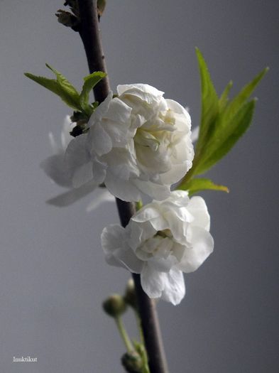 6 - Prunus Glandulosa Alba Plena 2013