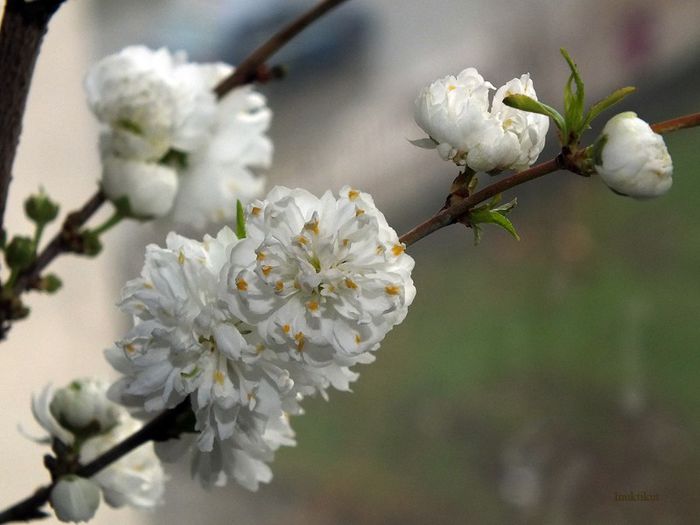 8 - Prunus Glandulosa Alba Plena 2013