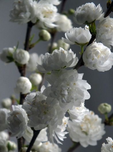 9 - Prunus Glandulosa Alba Plena 2013