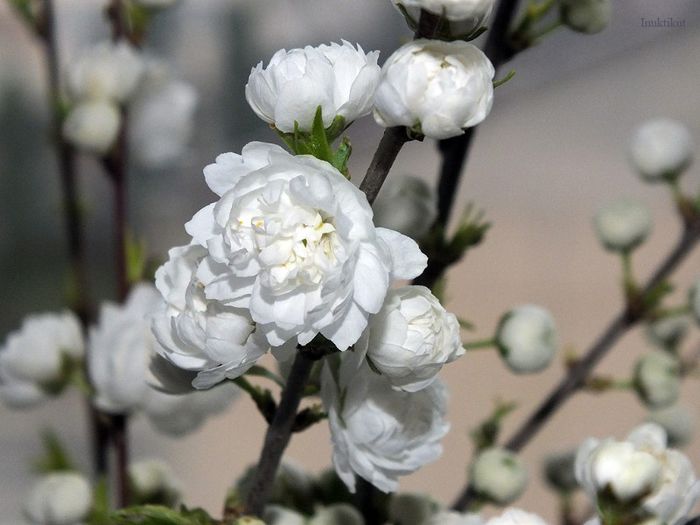 13 - Prunus Glandulosa Alba Plena 2013