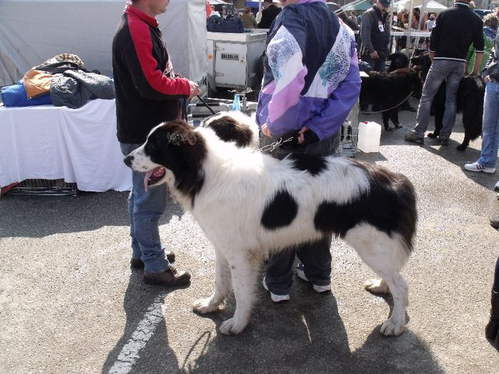 Ciob de Bucovina - Expo Canina SM 2013