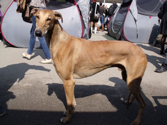 Ogar englez(greyhound) - Expo Canina SM 2013