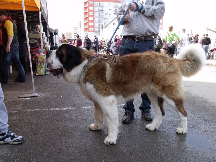 Saint-Bernard - Expo Canina SM 2013
