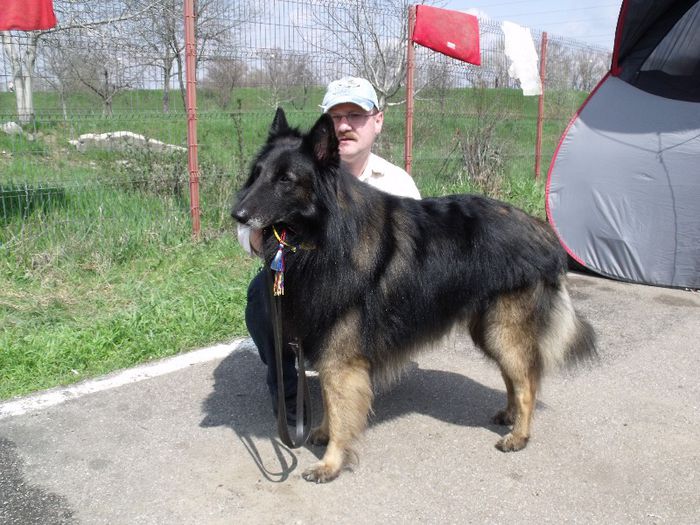 Ciobanesc Belgian Tervueren - Expo Canina SM 2013