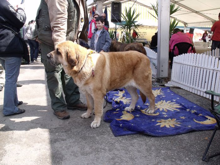 Mastif englez - Expo Canina SM 2013