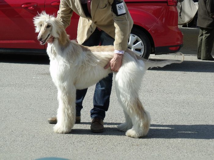 Ogar afgan - Expo Canina SM 2013