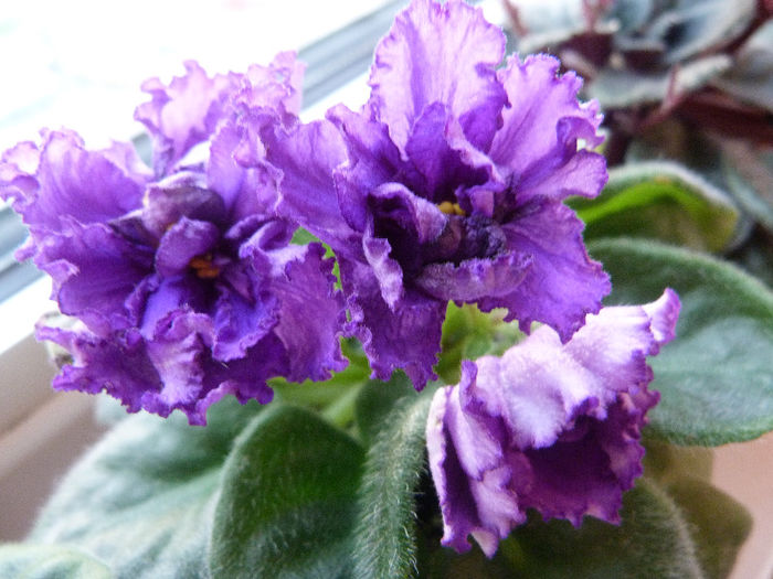 RS Grace - Violete