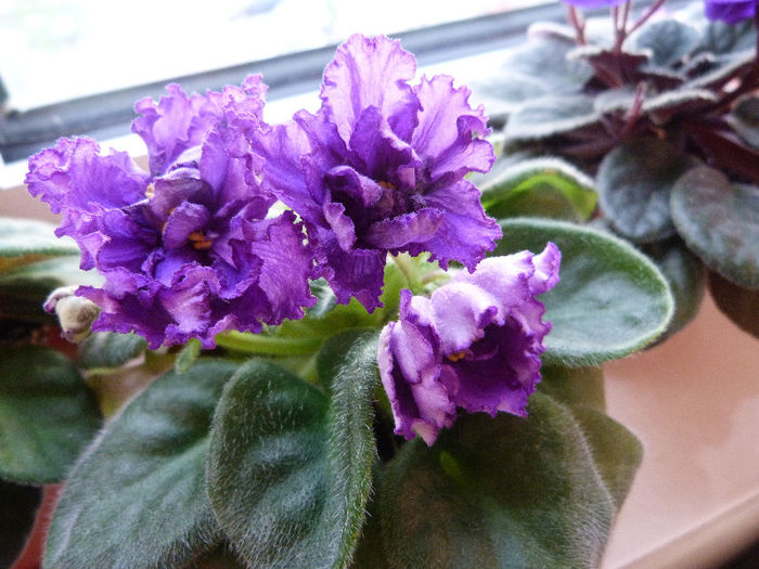 RS Grace - Violete