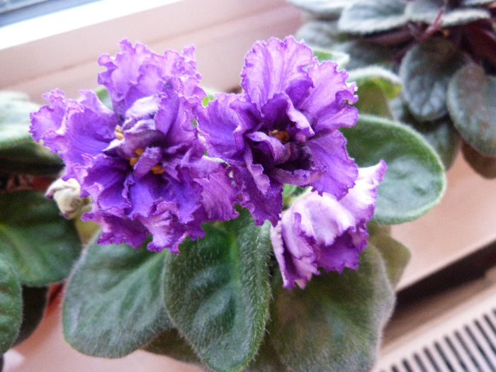 RS Grace - Violete