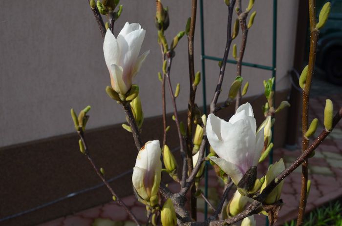 DSC_0492 - 1Magnolia soulangiana 2013