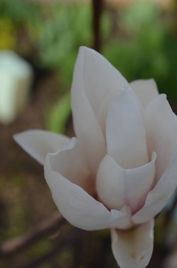 DSC_0509 - 1Magnolia soulangiana 2013