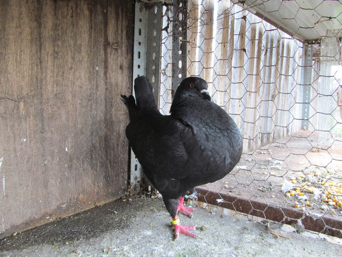 FEMELA CAUT MASCUL PE MASURA;