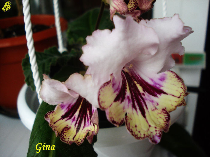 Gina (15-04-2013) - Streptocarpusi 2013