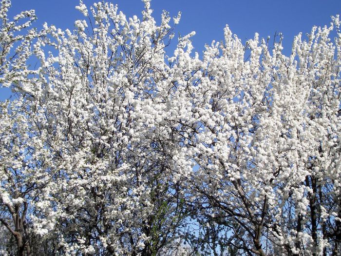 un copac cu flori...