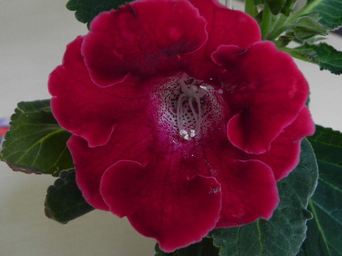 Prima inflorita - gloxinia din seminte