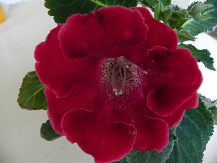  - gloxinia din seminte