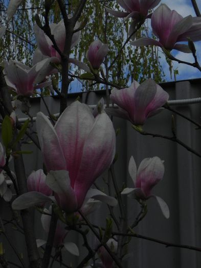 Magnolia x soulangeana - 2013
