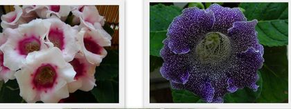 plante incrucisate - gloxinia din seminte