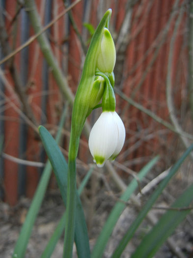 Leucojum aestivum (2013, April 14)