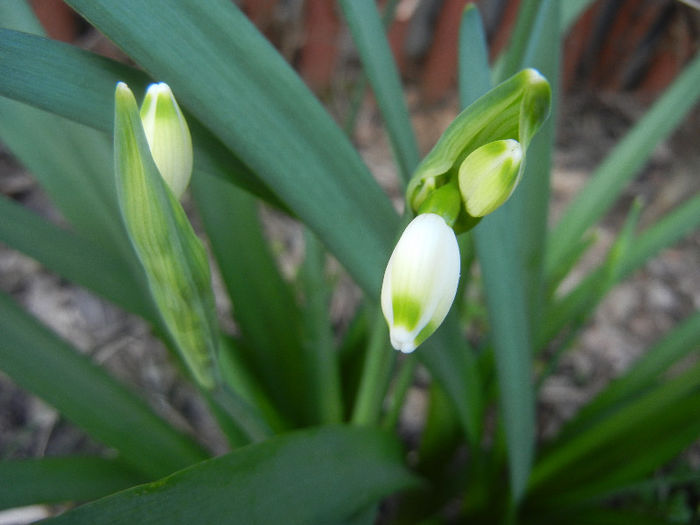 Leucojum aestivum (2013, April 14)