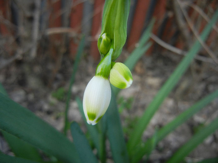 Leucojum aestivum (2013, April 14)