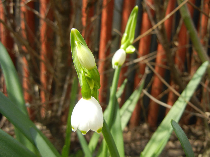 Leucojum aestivum (2013, April 14)