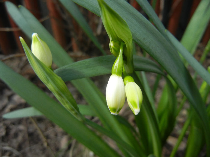 Leucojum aestivum (2013, April 14)