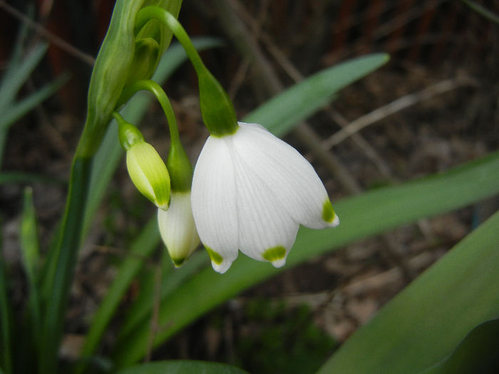 Leucojum aestivum (2013, April 15) - GHIOCEI_Leucojum aestivum